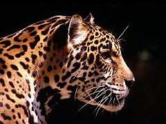 Jaguar, South America